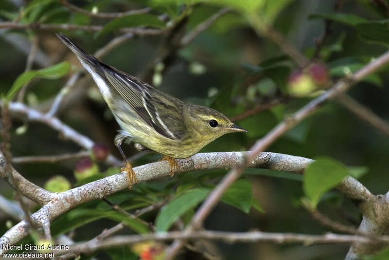 Blackpoll Warbleradult post breeding, identification