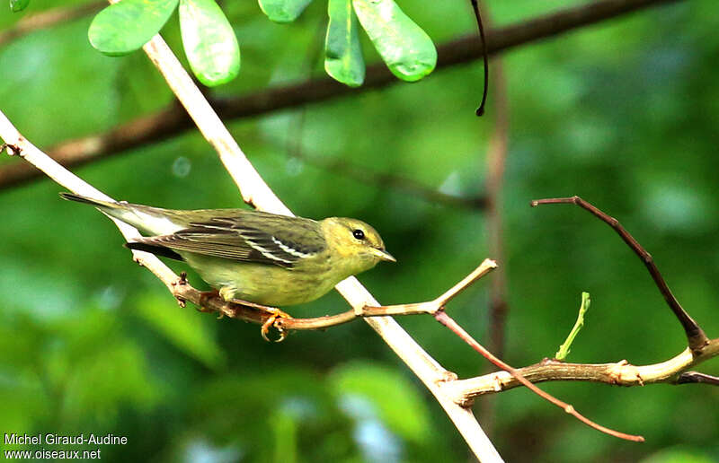 Blackpoll WarblerFirst year, identification