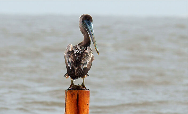 Brown Pelicanimmature