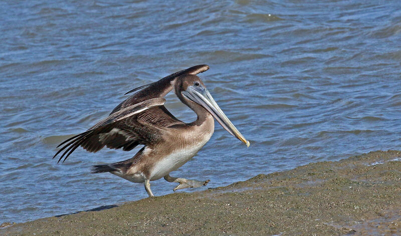 Brown Pelicanimmature, walking