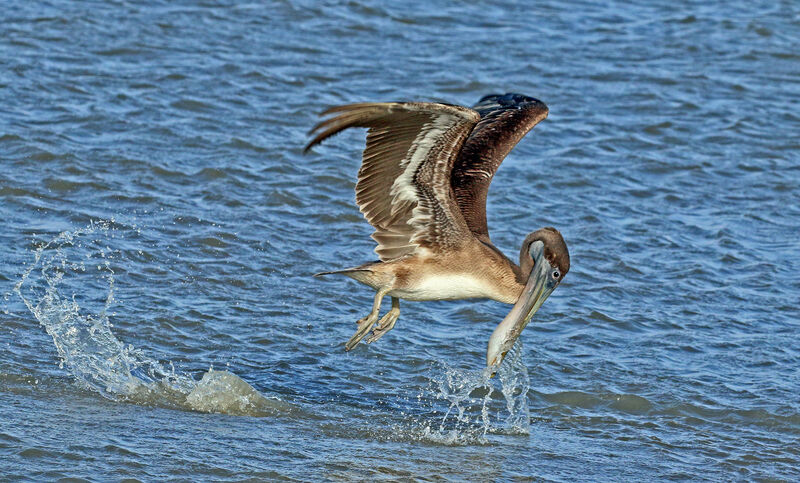 Pélican brunimmature, pêche/chasse