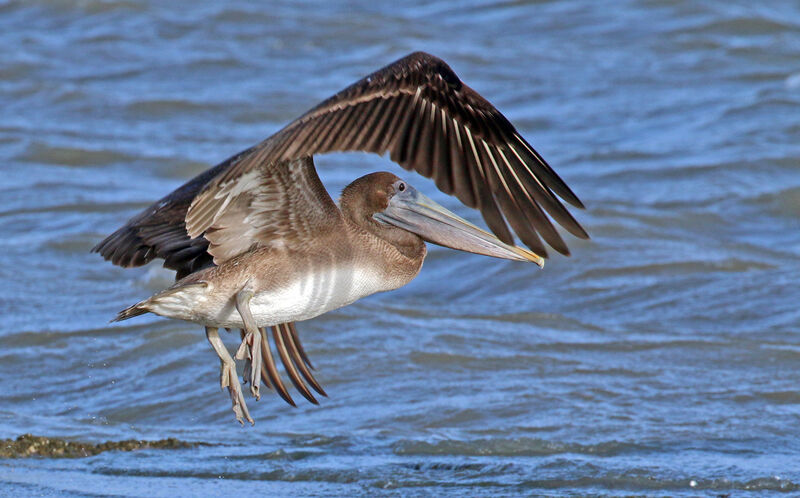 Brown Pelicanimmature, Flight