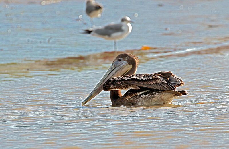 Brown Pelicanjuvenile