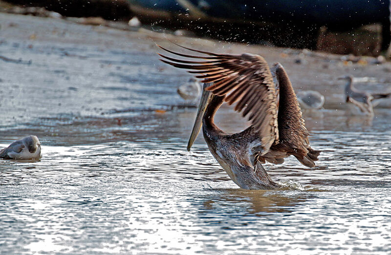 Brown Pelicanjuvenile