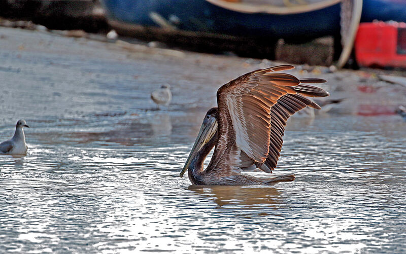 Brown Pelicanjuvenile