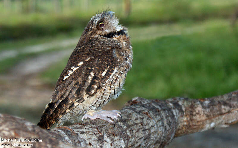 Tropical Screech Owladult