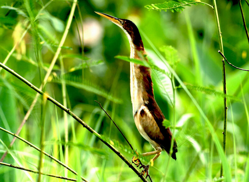 Least Bittern