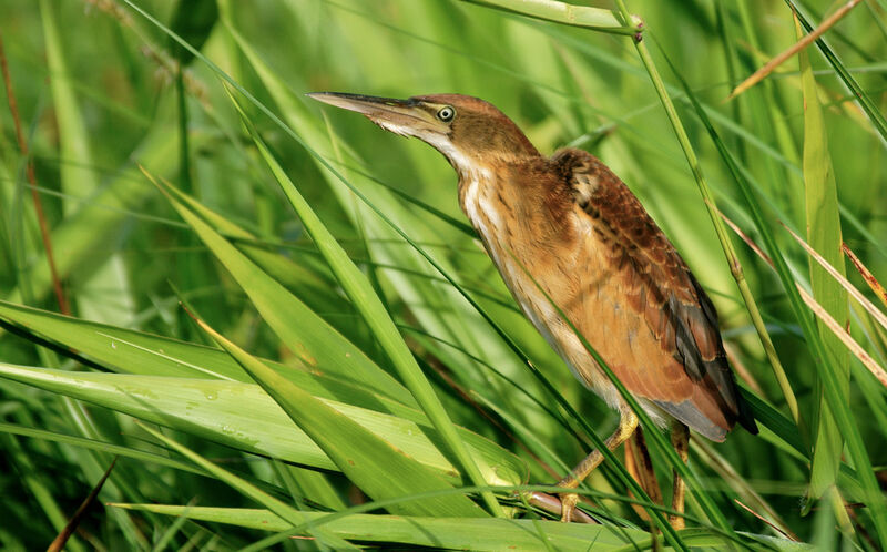 Least Bittern