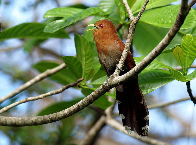 Little Cuckoo