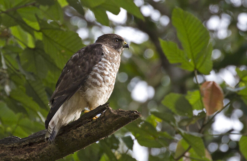 Broad-winged Hawkadult