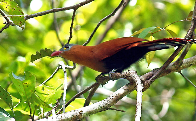 Black-bellied Cuckoo