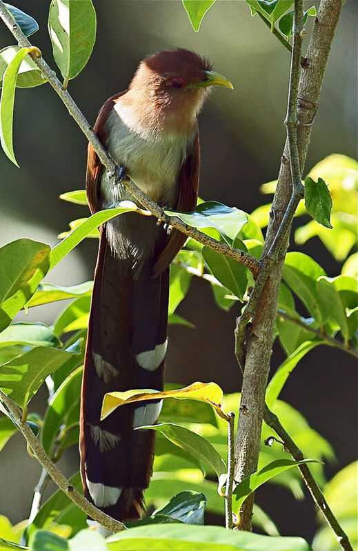 Piaye écureuiladulte