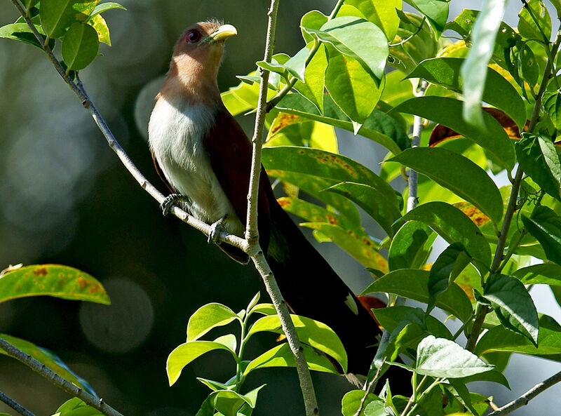 Squirrel Cuckoo