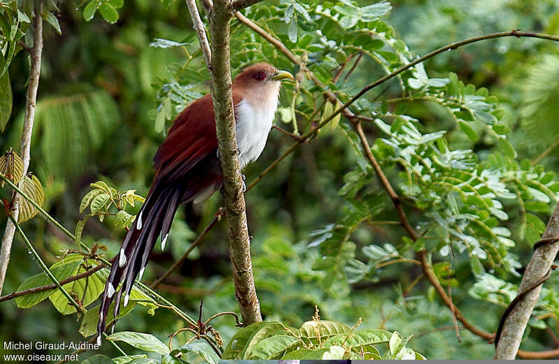 Piaye écureuiladulte, identification