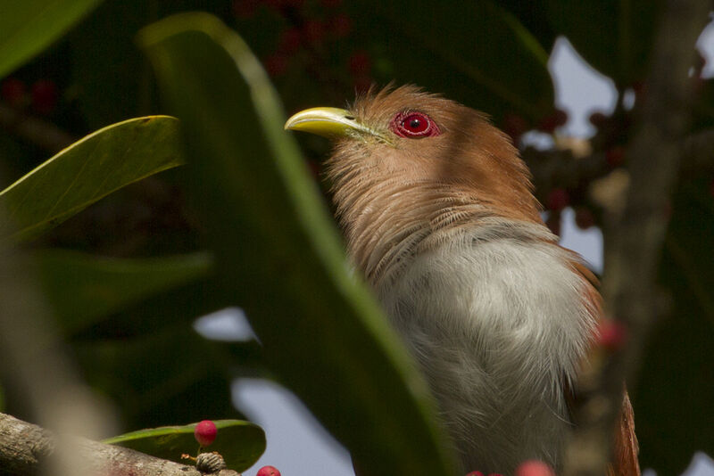 Squirrel Cuckoo