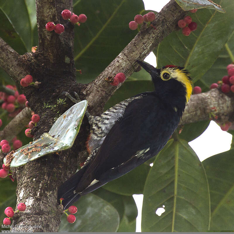 Yellow-tufted Woodpeckeradult