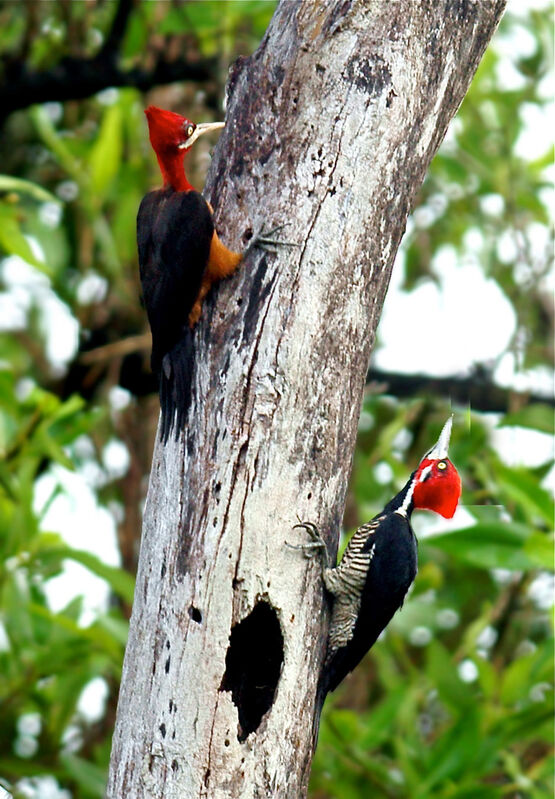 Red-necked Woodpecker female adult