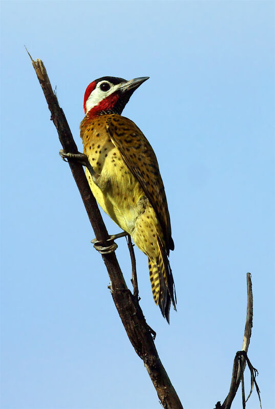 Spot-breasted Woodpecker, identification