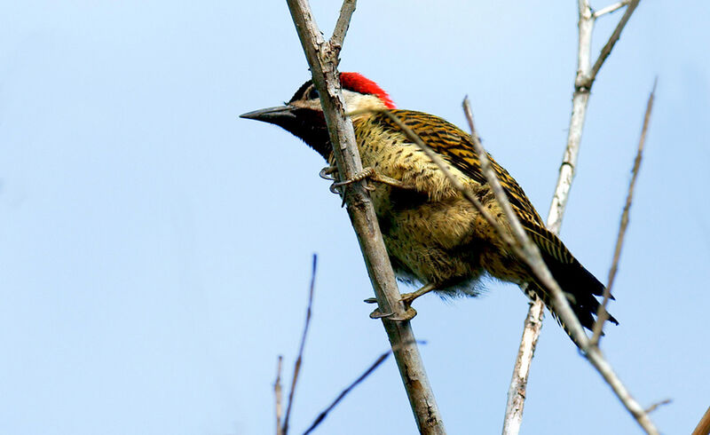 Spot-breasted Woodpecker male adult