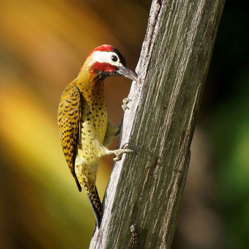 Spot-breasted Woodpeckeradult