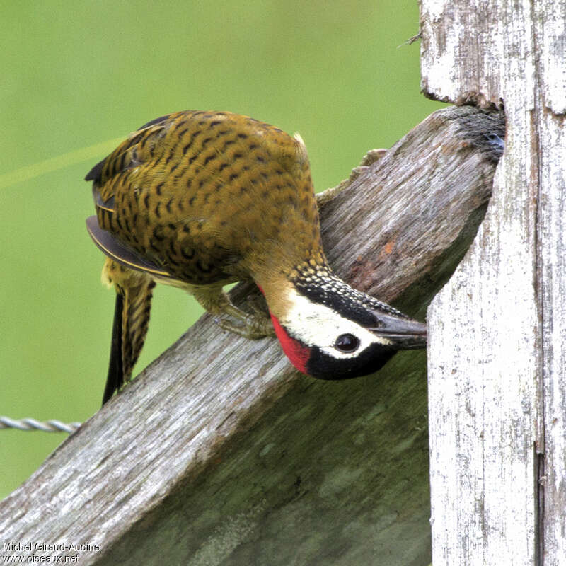 Spot-breasted Woodpecker male adult, identification