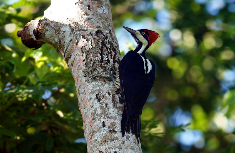 Crimson-crested Woodpecker female adult