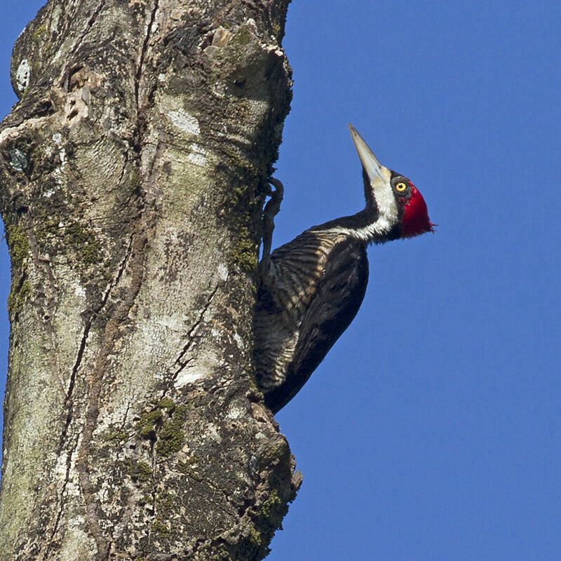 Crimson-crested Woodpecker female adult