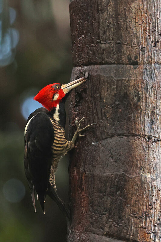 Crimson-crested Woodpecker male adult