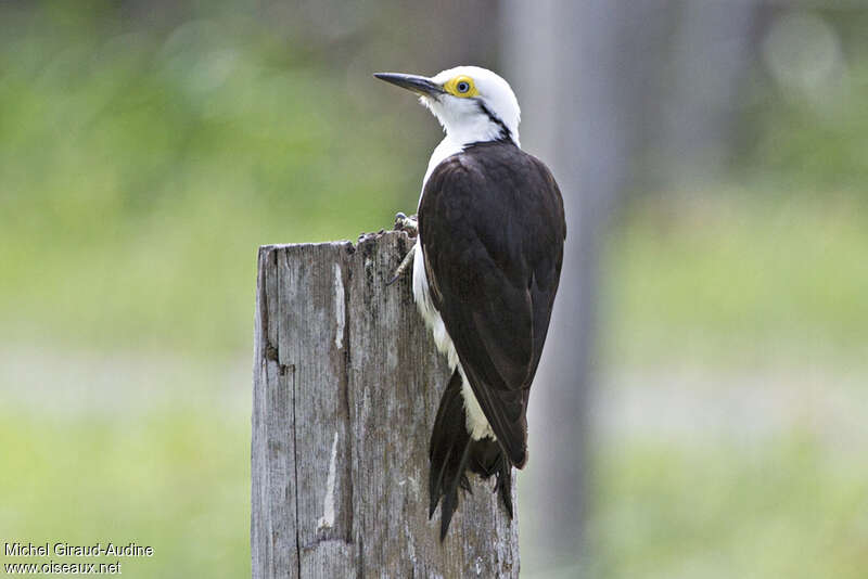 White Woodpecker female, identification