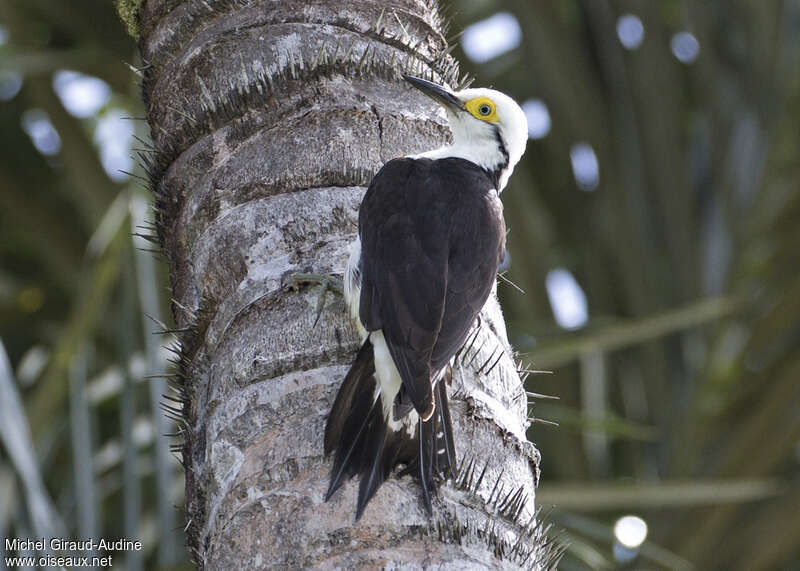 White Woodpecker female