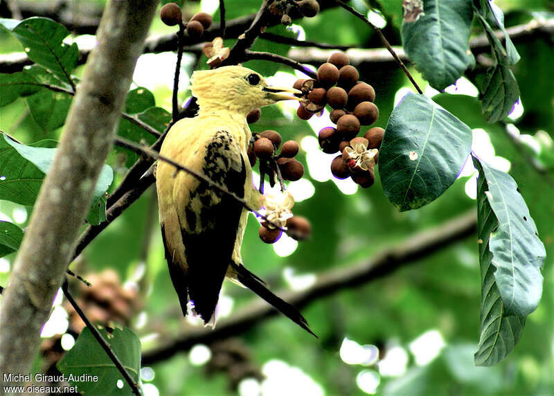 Pic jaune femelle adulte, habitat, mange