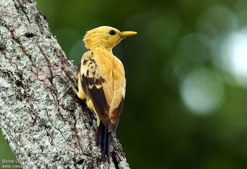 Cream-colored Woodpecker female adult, aspect, pigmentation