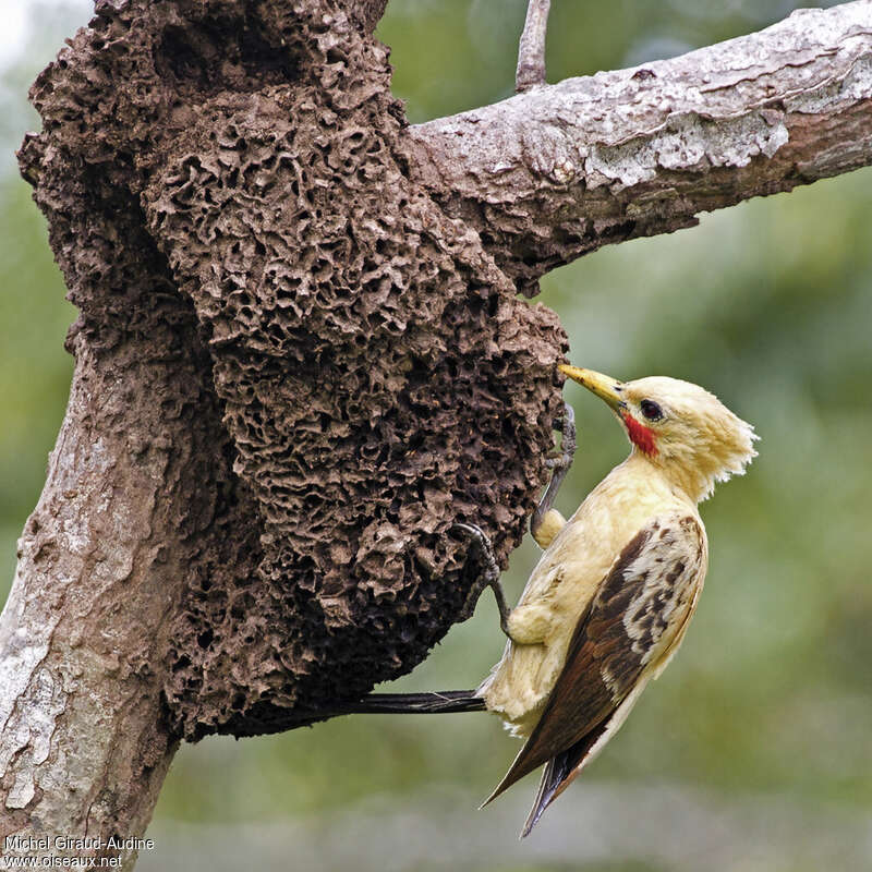 Pic jaune mâle adulte, régime, mange