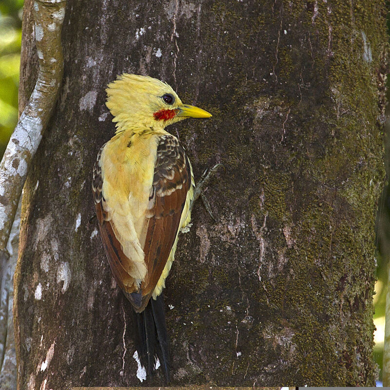 Cream-colored Woodpecker