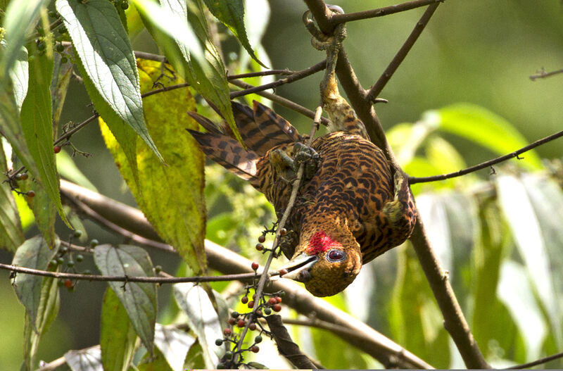 Waved Woodpecker