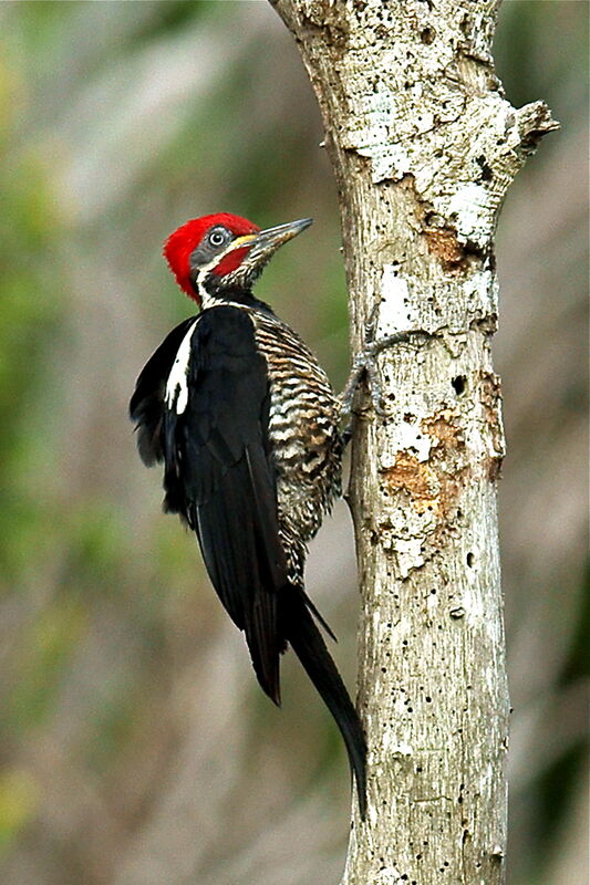 Lineated Woodpecker