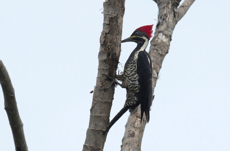 Lineated Woodpecker female adult