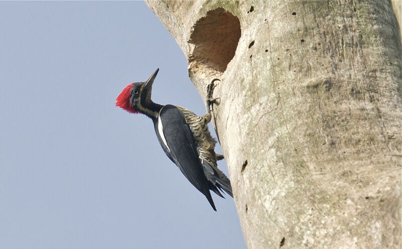 Lineated Woodpecker female adult