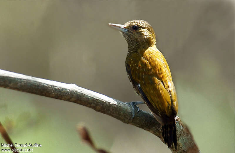 Little Woodpecker female adult