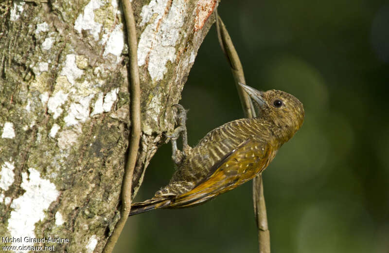 Little Woodpecker female adult, identification