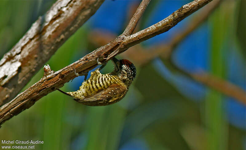 Golden-spangled Piculetadult, eats