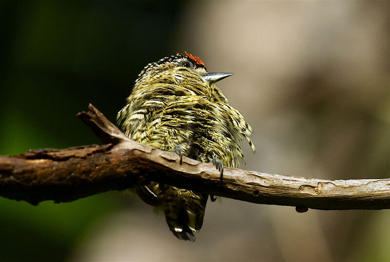 Picumne de Buffon, identification