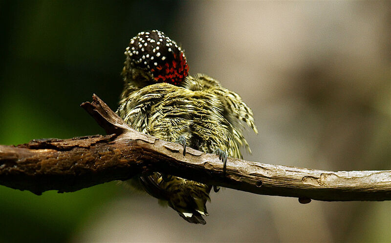 Picumne de Buffon, identification