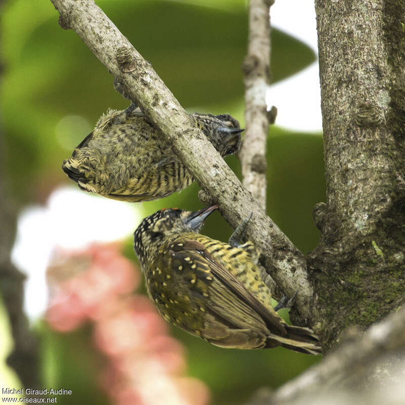 Golden-spangled Piculetadult, eats, Behaviour