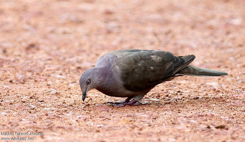 Pigeon plombéadulte, mange