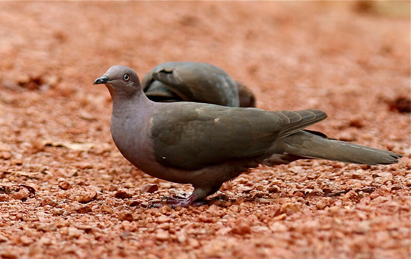 Plumbeous Pigeon