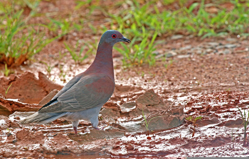 Pigeon rousset