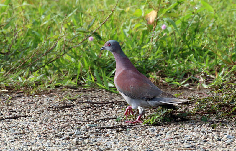 Pale-vented Pigeon