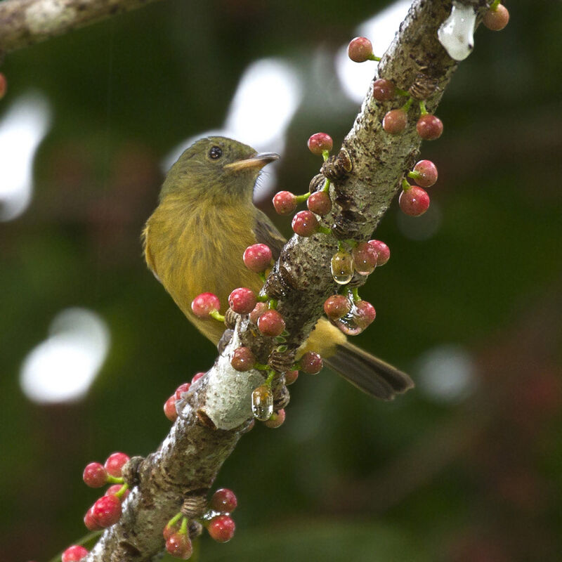 Ochre-bellied Flycatcher