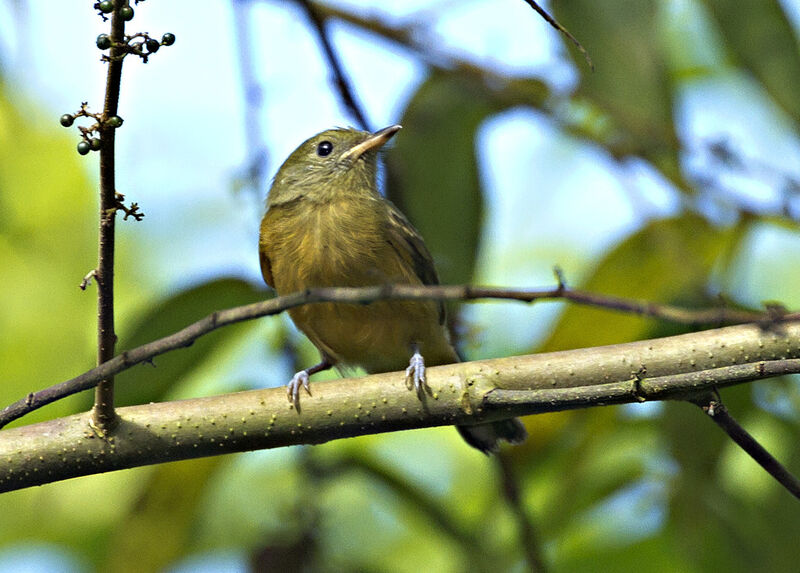 Ochre-bellied Flycatcher